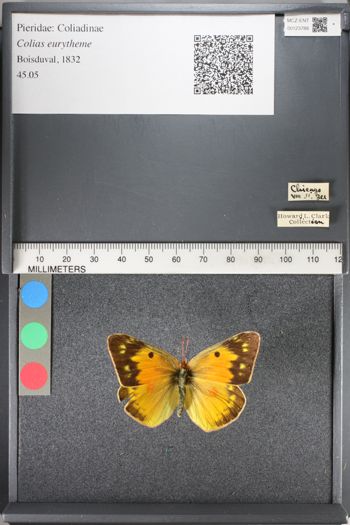 Media type: image;   Entomology 123788
